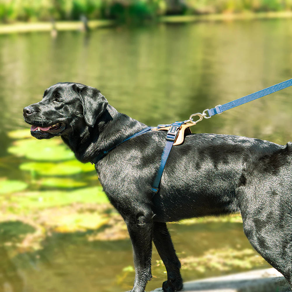 Easy Walk Dog Harness