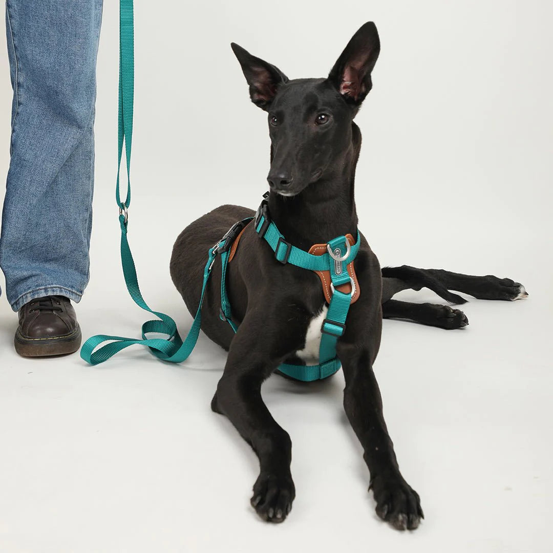 Easy Walk Dog Harness